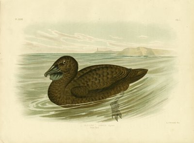 Anatra muschiata, 1891 da Gracius Broinowski